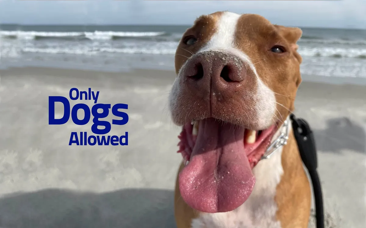 A joyful close-up of a dog's face against a sunny beach backdrop, with text reading 'Only Dogs Allowed.' The mood is playful and vibrant, clearly signaling the vacation rental's pet-friendly amenities and its welcoming approach to four-legged guests.